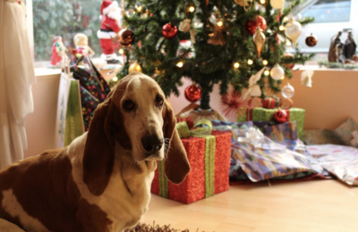 Essential Christmas Safety Tips for Dogs