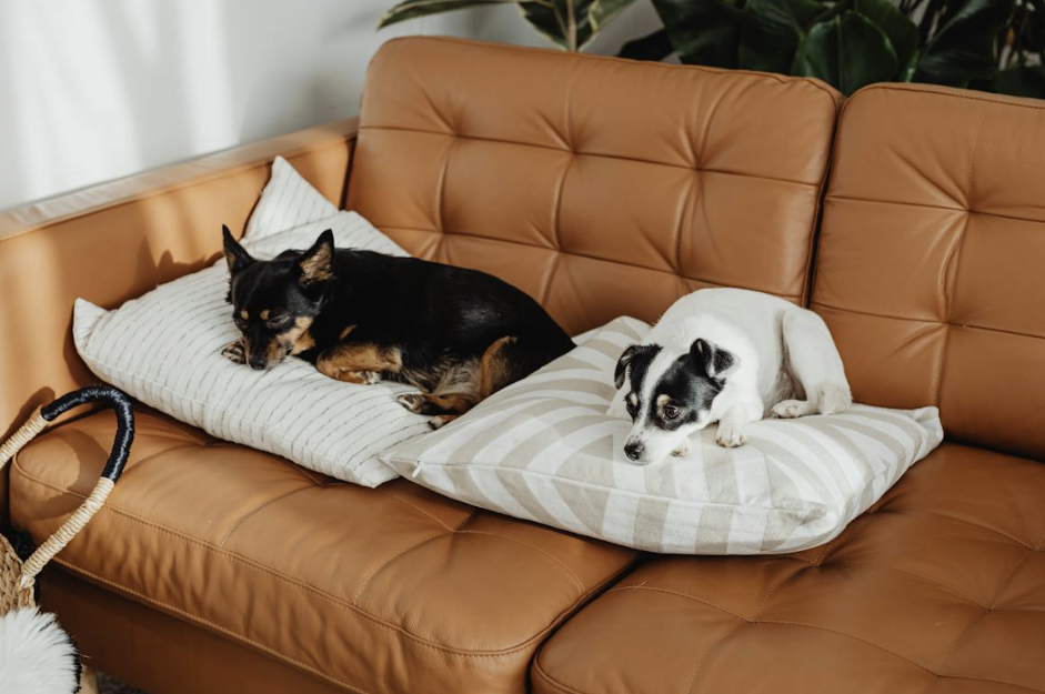 6 Things You Need To Know To Create A Dog-Friendly Home