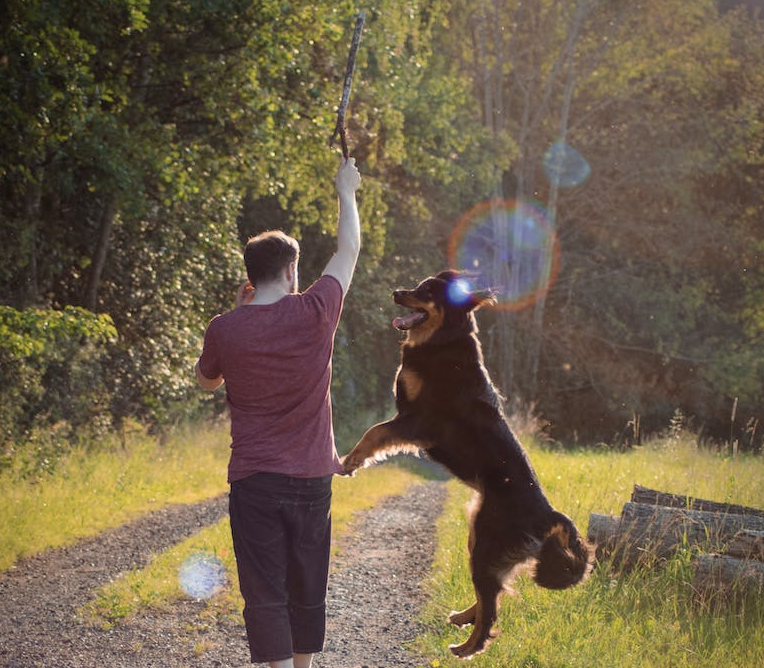 13 Creative Ways to Keep Your Pup Happy and Active