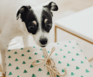 15 Christmas Gift Ideas for Dogs