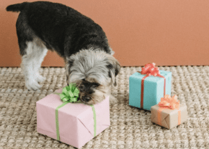 15 Christmas Gift Ideas for Dogs
