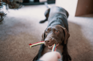 20 Safe and Sound Tips to Protect Dogs from New Year Fireworks 