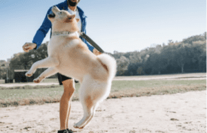 5 Energetic Dog Breeds for Owners with an Active Lifestyle