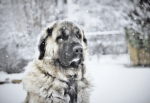 8 Ways On How To Warmth Your Cold Dog