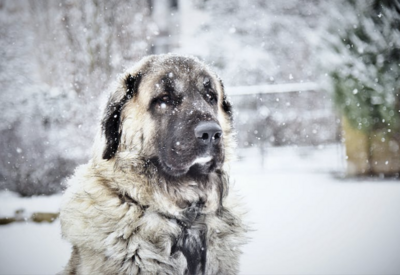 8 Ways On How To Warmth Your Cold Dog