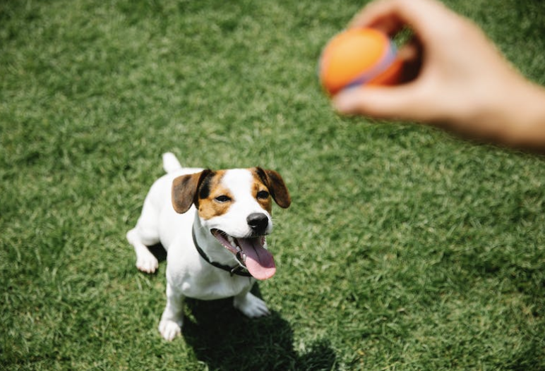 Paws and Play: Unleashing the Power of Dog Playtime