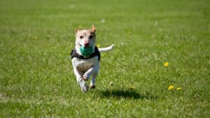 5 Dog Exercises Your Pet Need To Do Regularly | Image From Pexel
